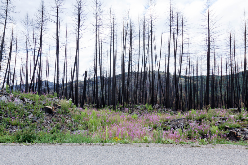 Illustration for article titled Pics from the Roadtrip Part 2: July 2016 to South / Central Okanagan